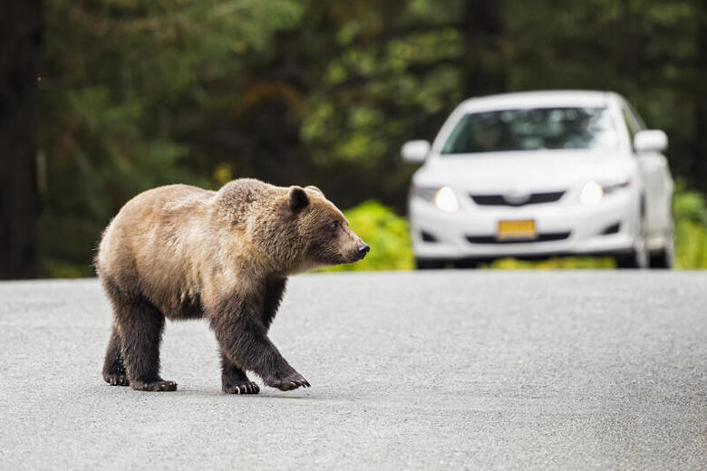 Een beer op de weg