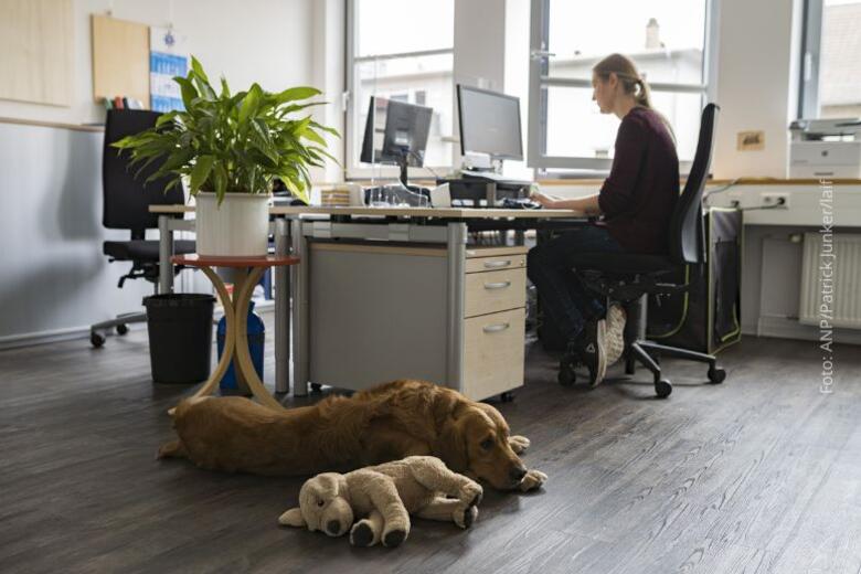 Kantoorhond helpt tegen stress op het werk